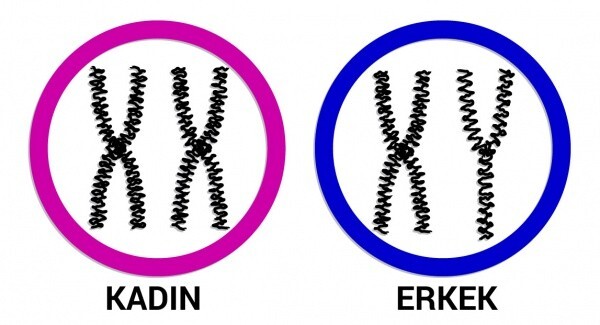 Biyolojik olarak kadınların erkeklerden üstün olduğunu biliyor muydunuz?