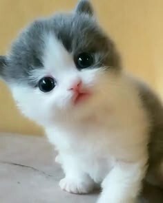 Hangi hayvanın yavrusu daha tatlı?