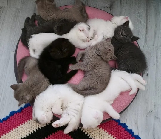 Her zaman bebek kedi 🐱 gibi davranan o burç hangisi?