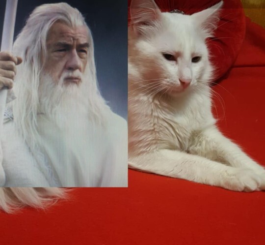 Her zaman bebek kedi 🐱 gibi davranan o burç hangisi?