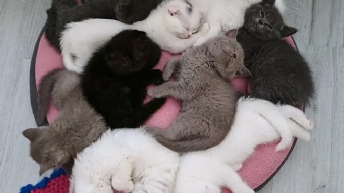Her zaman bebek kedi 🐱 gibi davranan o burç hangisi?