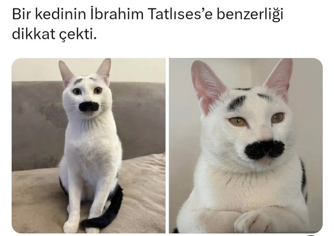 Davetsiz misafir sever misin?