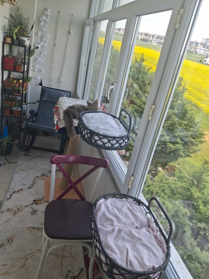 Kedi mekanı dekoru nasıl olmuş, Pamuğumun köşesi yeterince cool mu?