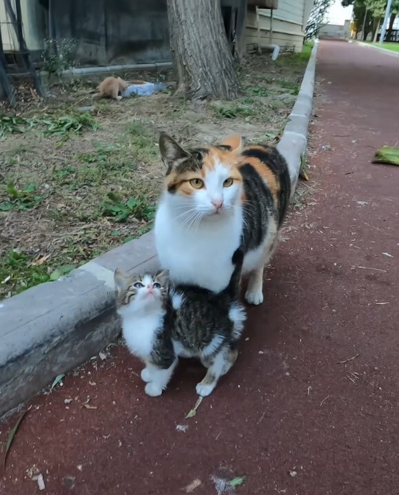Hangi hayvana aşıksınız 😍?