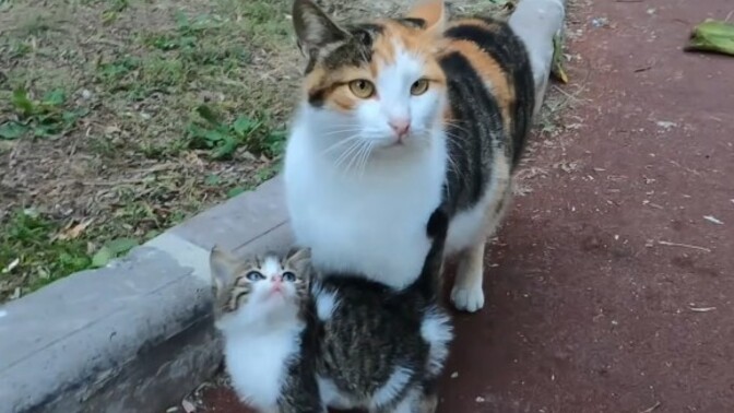 Hangi hayvana aşıksınız 😍?