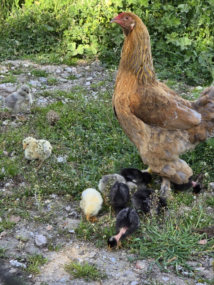 Tavuk beslediniz mi hiç?