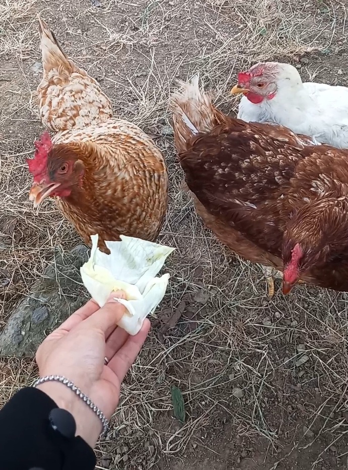 Tavuk beslediniz mi hiç?