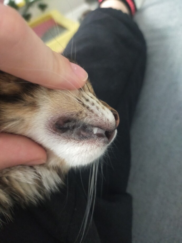 Kedimin ağzında sürekli tükürük gibi birikinti var, bu normal mi yoksa veterinere mi gitmeliyim?