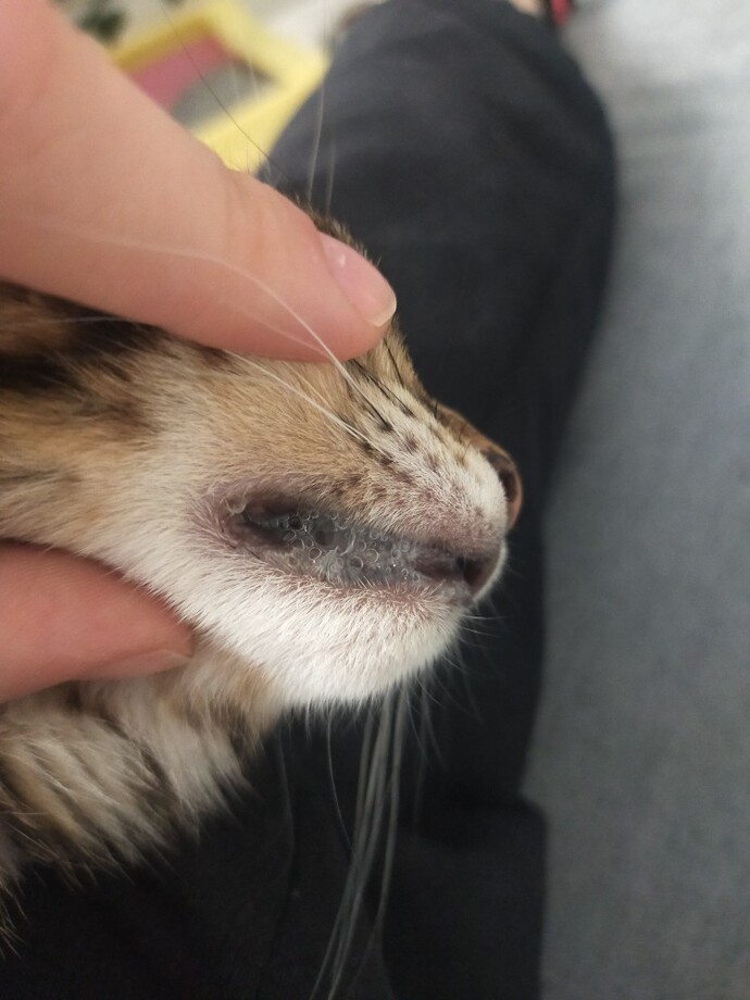 Kedimin ağzında sürekli tükürük gibi birikinti var, bu normal mi yoksa veterinere mi gitmeliyim?