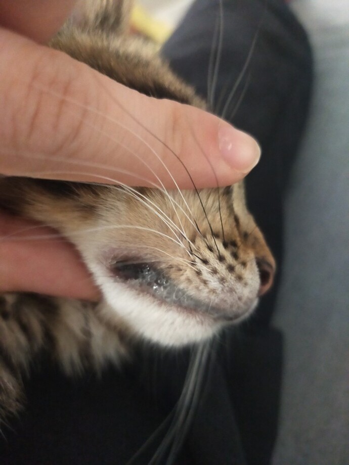 Kedimin ağzında sürekli tükürük gibi birikinti var, bu normal mi yoksa veterinere mi gitmeliyim?