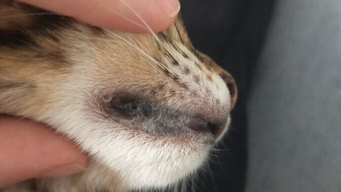 Kedimin ağzında sürekli tükürük gibi birikinti var, bu normal mi yoksa veterinere mi gitmeliyim?