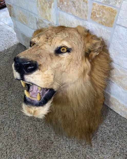 Yay burcu neden aslan, koç, boğa burçlarını böyle taxidermy kurbanına çeviriyor?
