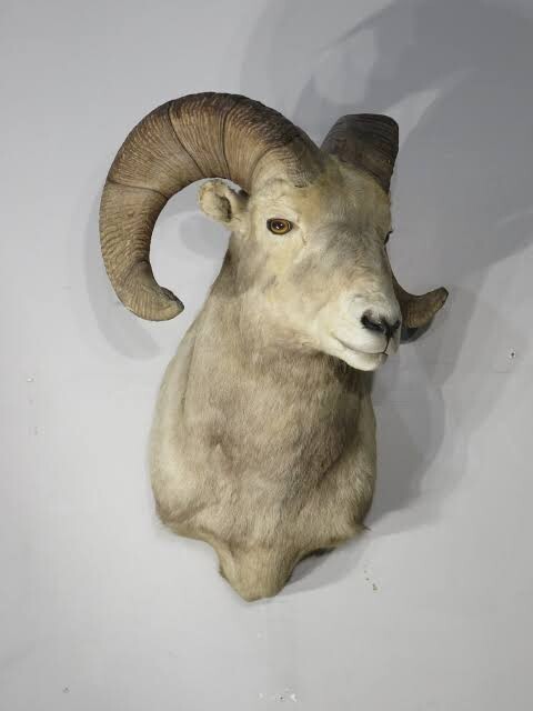 Yay burcu neden aslan, koç, boğa burçlarını böyle taxidermy kurbanına çeviriyor?