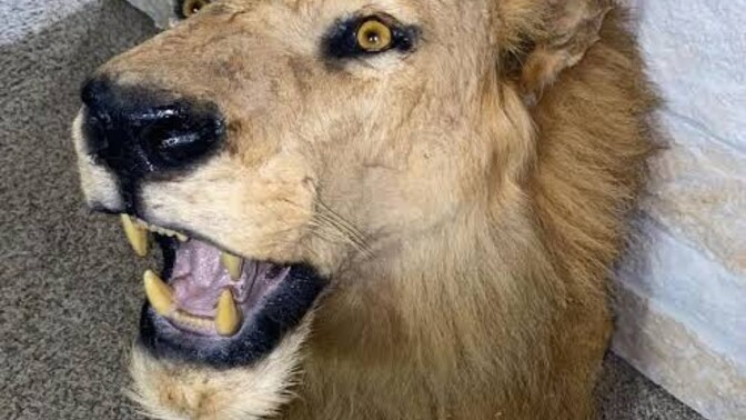 Yay burcu neden aslan, koç, boğa burçlarını böyle taxidermy kurbanına çeviriyor?