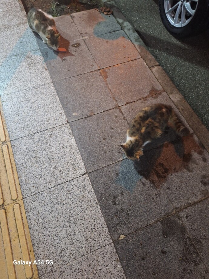 Sokak kedilerini beslediğim için karımla tartıştık, sizce kim haklı ve nasıl çözülür?