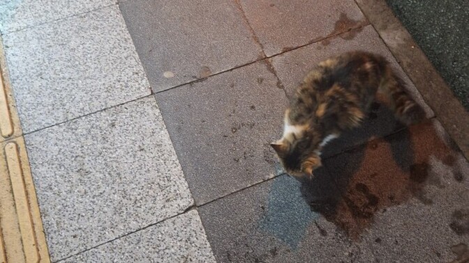 Sokak kedilerini beslediğim için karımla tartıştık, sizce kim haklı ve nasıl çözülür?