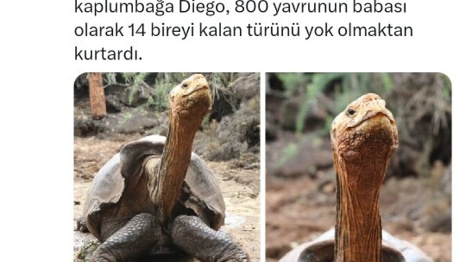 Şort etek insanlık suçu değil mi resmen hile etek diye bakıyorsun şort çıkıyor şort diye bakıyorsun etek çıkıyor?