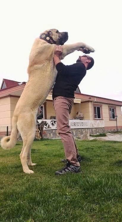 Kangal mı Kafkas çoban köpeği mi, hangisi daha iyi olur ve neden?