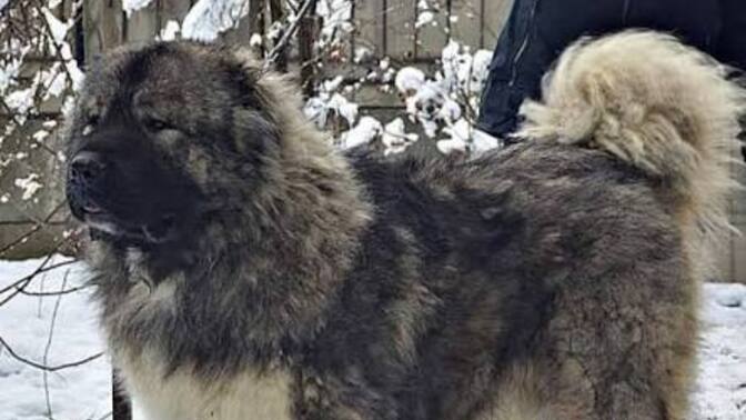 Kangal mı Kafkas çoban köpeği mi, hangisi daha iyi olur ve neden?