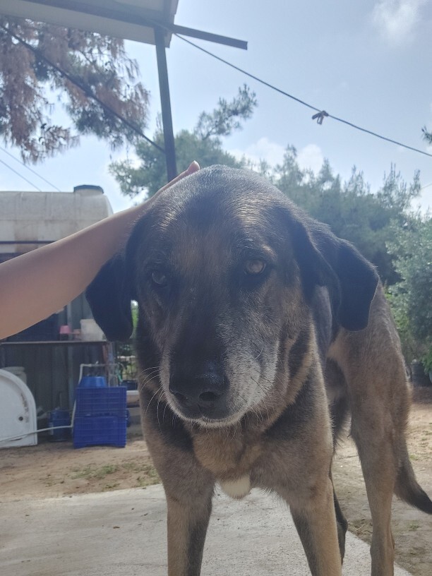 Kopek beni sevmis gibi di mii?