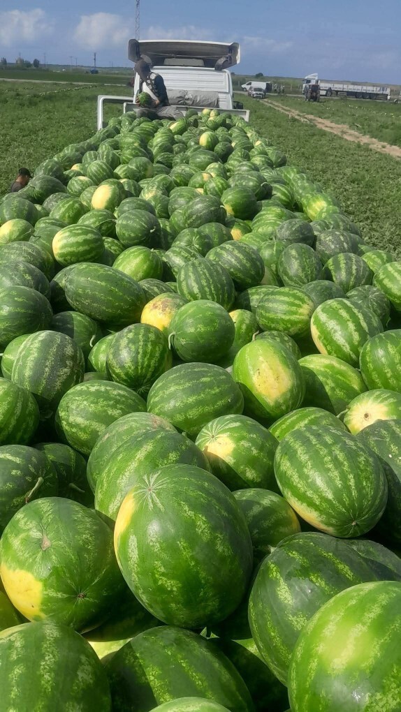 Karpuz sezonu açıldı mı sizce, sulu sulu karpuz sever misiniz?