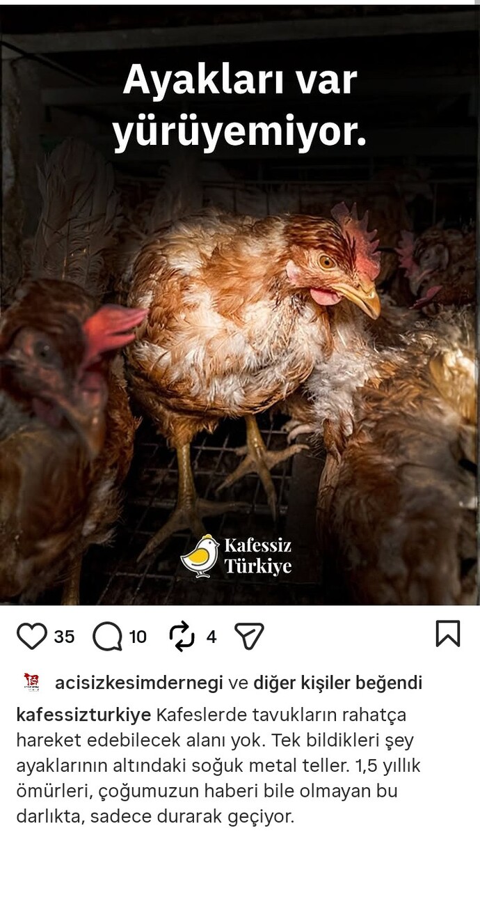 Hayvanlar güneş görmüyor toprağa basamıyor daracık yerlerde kalıyorlar. gagaları kırılıyor.