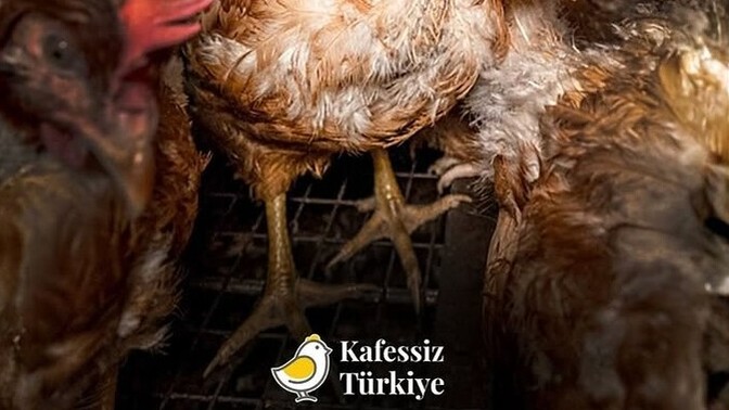 Lütfen kafese son verelim kafessiz Türkiyeyi takip edermisiniz?
