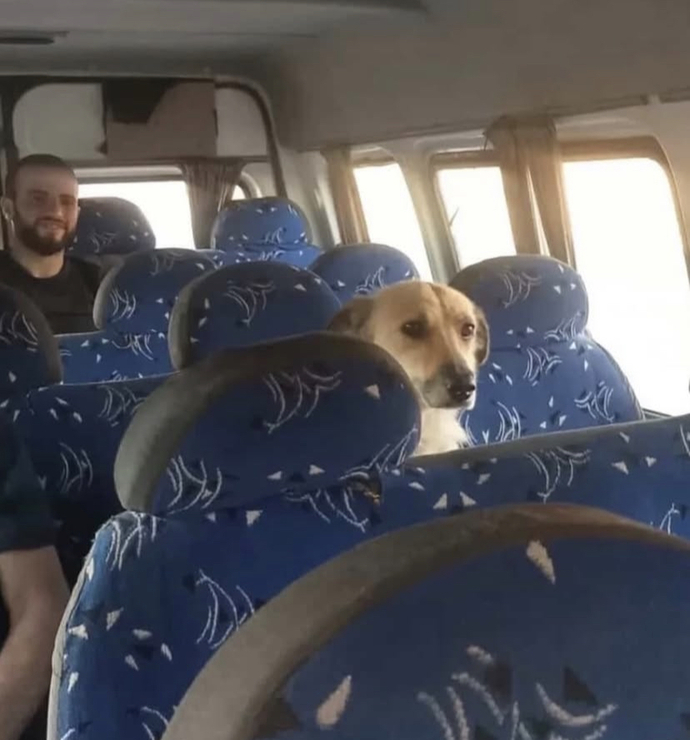 Toplu taşımada bir kedi sizden yer istese verir miydiniz?
