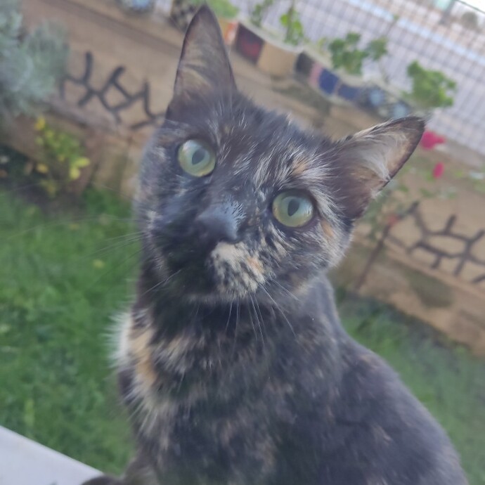 Toplu taşımada bir kedi sizden yer istese verir miydiniz?