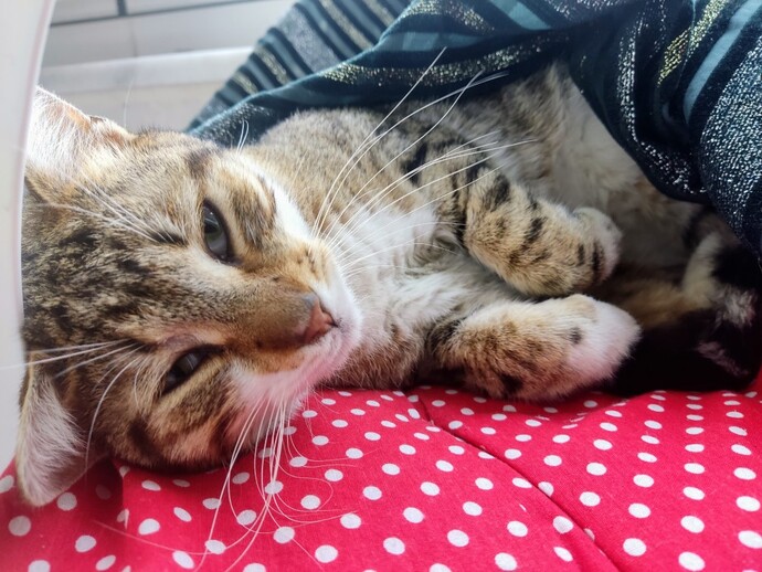 Toplu taşımada bir kedi sizden yer istese verir miydiniz?