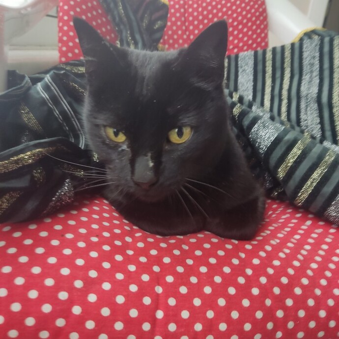 Toplu taşımada bir kedi sizden yer istese verir miydiniz?