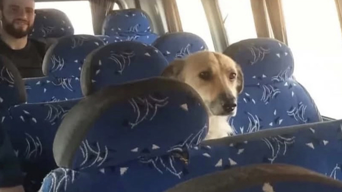 Toplu taşımada bir kedi sizden yer istese verir miydiniz?