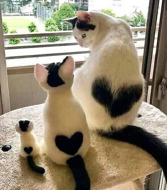 Kedi sever misiniz, sizce kedi ailesinin en tatlı üyesi hangisi?