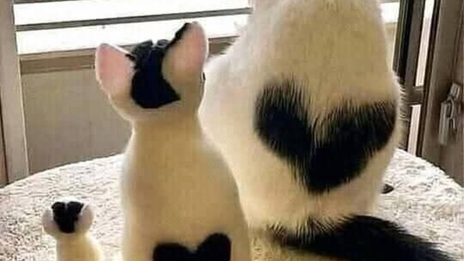 Kedi sever misiniz, sizce kedi ailesinin en tatlı üyesi hangisi?