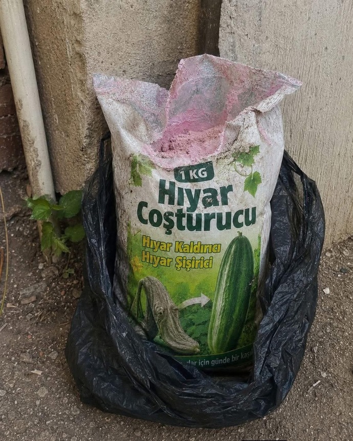 Evde hiç domates salata yetiştirdiniz mi?