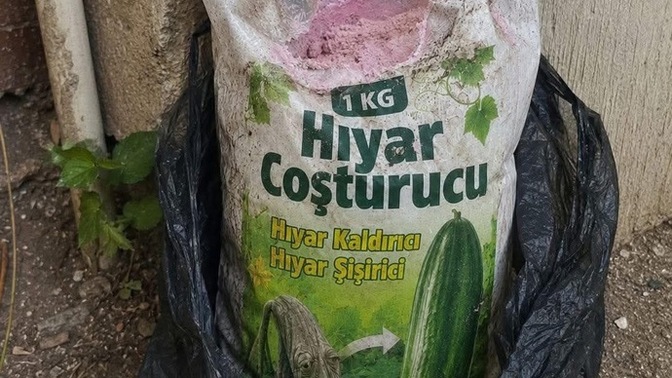 Evde hiç domates salata yetiştirdiniz mi?