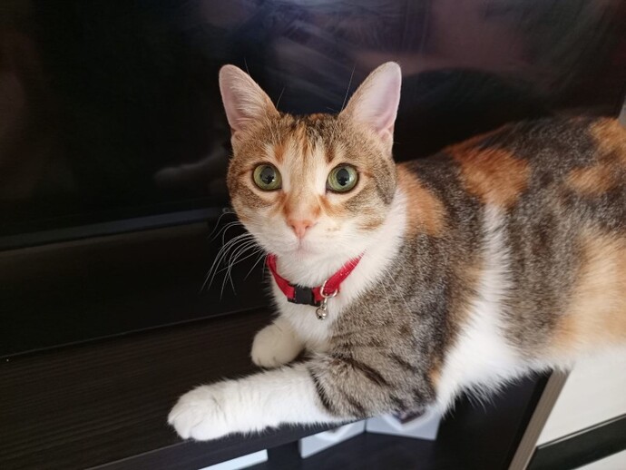 Evinizde kedi var mı?