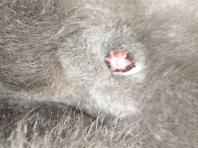 Kedimin pipisi şiş ve sürekli yalıyor, acil veterinere gidemiyorsak evde ne yapabilirim?