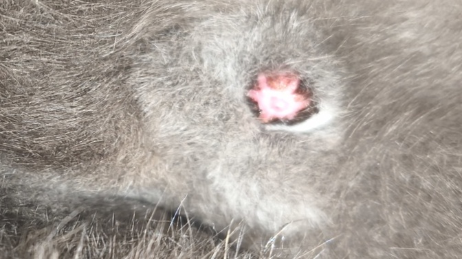 Kedimin pipisi şiş ve sürekli yalıyor, acil veterinere gidemiyorsak evde ne yapabilirim?