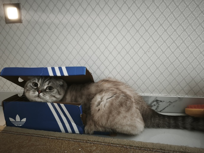 Kedi sevmeyen, hayvan sevmeyen erkek sevgilisini de sevmez mi sizce?