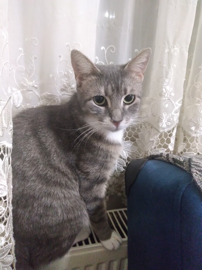 Kedimin dişlerini geçen salı temizlettim kuru mama verince sindiremiyor kusuyor, normal mi?