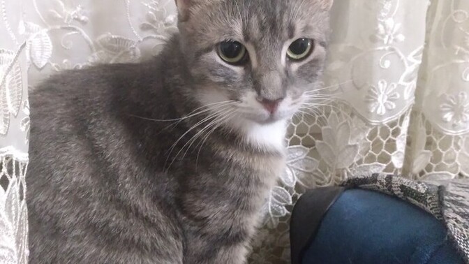 Kedimin dişlerini geçen salı temizlettim kuru mama verince sindiremiyor kusuyor, normal mi?