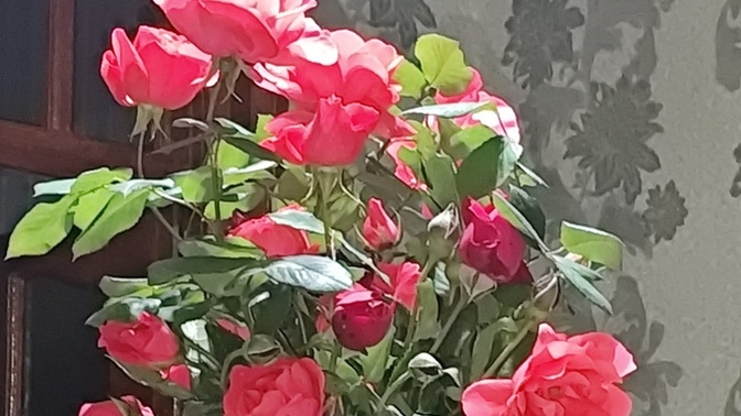 Yeni görücü adayım eve gül buketi yollamış üzerinde not olmadığı için reçel mi yapsam yoksa Gül şerbeti mi karar veremedim?