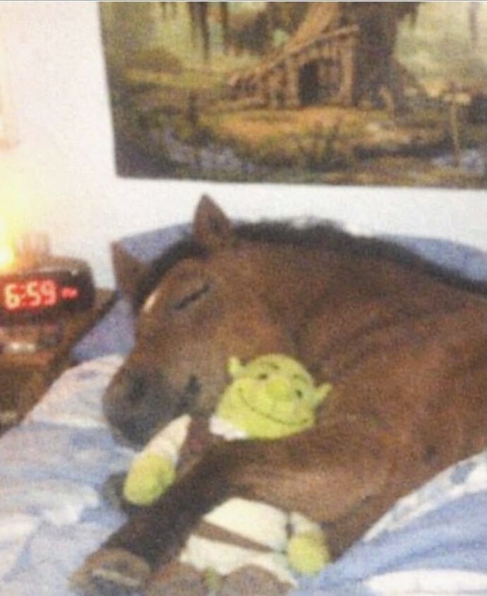 Evcil eşşeğim kadife için iş bulabilir miyim?