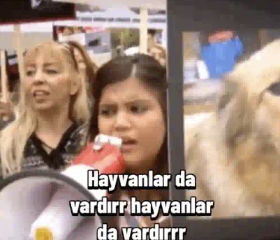 Hayvanları sever misiniz, evde kedi besliyor musunuz, deneyiminiz nasıl?