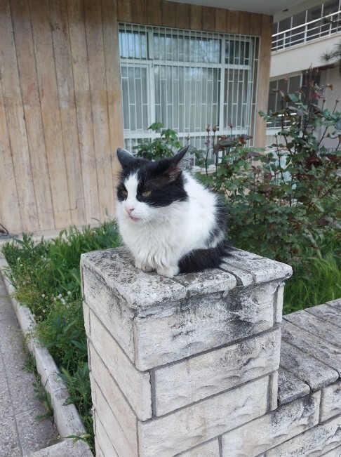 Bi evcil hayvanınız olsa adını ne koyardınız?