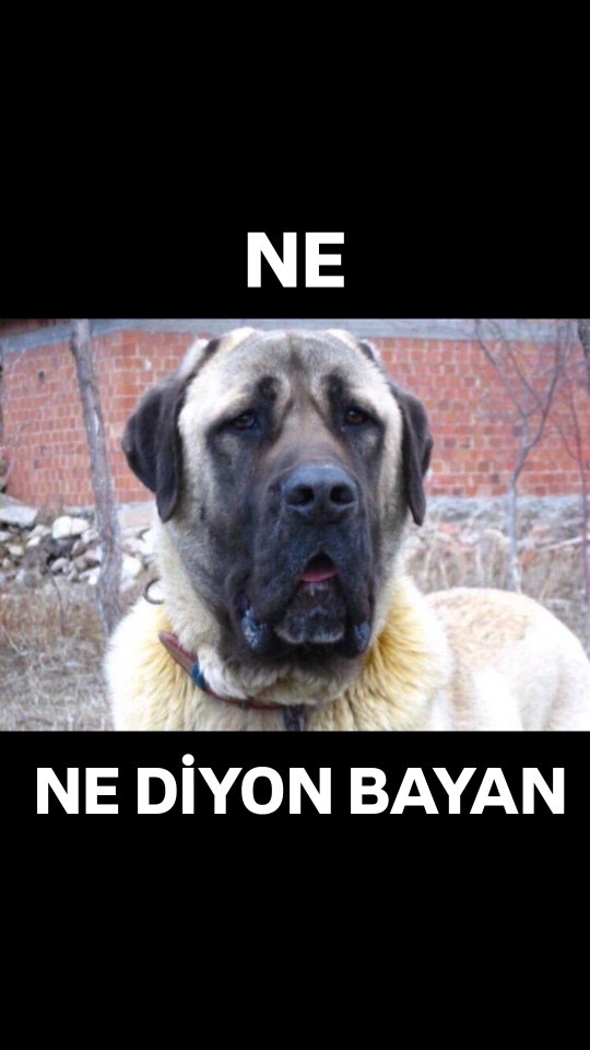 Arkadaşlar ben gereksiz şekilde çok dişilim ne yapmalıyım?