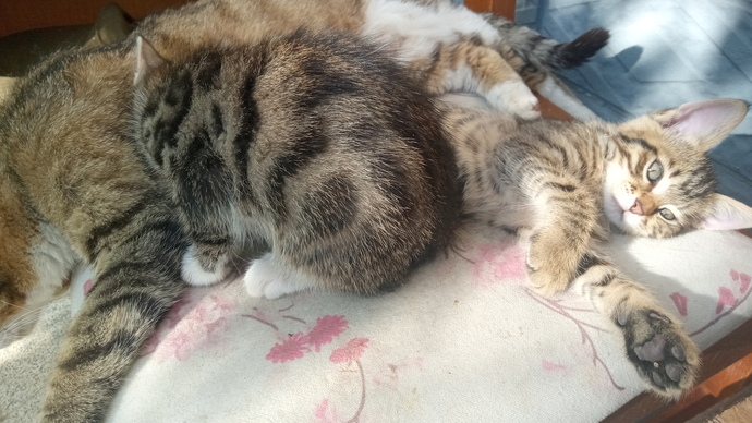Kedi seven erkek nerede bulunur? Tatlı, kedi sever bir oğlanı nasıl tavlarım?