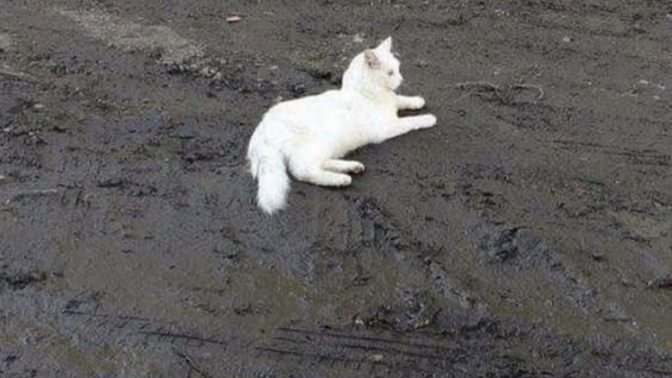 Durduk yere bunaltı neden gelir?