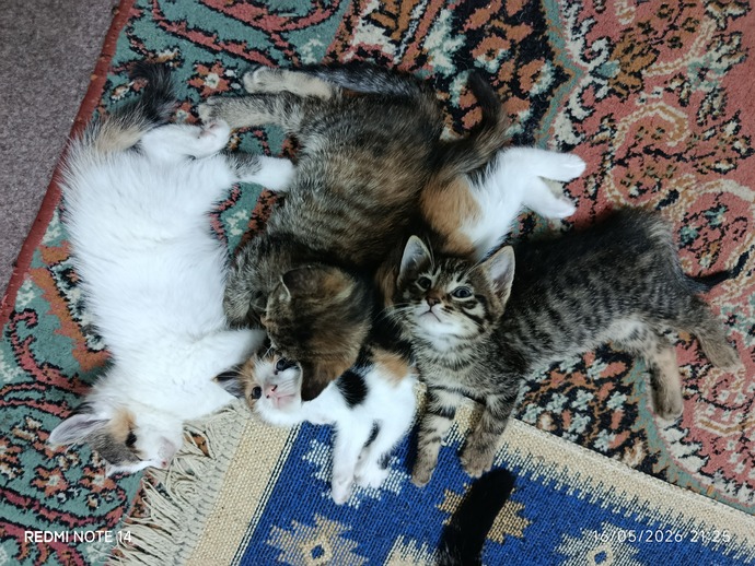 Evde hayvan beslemeye karşı mısın?